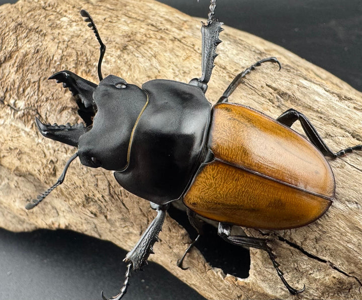 【WD】《ニティドゥスマルバネ亜種lemeei 広西壮族産 50mm ペア》