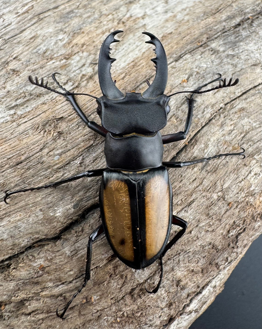 【WD】《パリーミヤマクワガタ 41.5mm ペア》