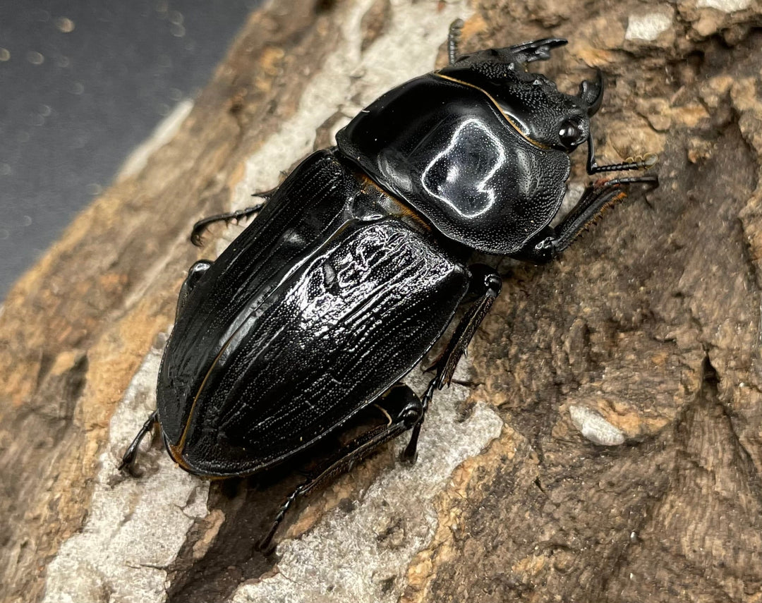 《ホペイオオクワガタ HG血統 75mm ペア》