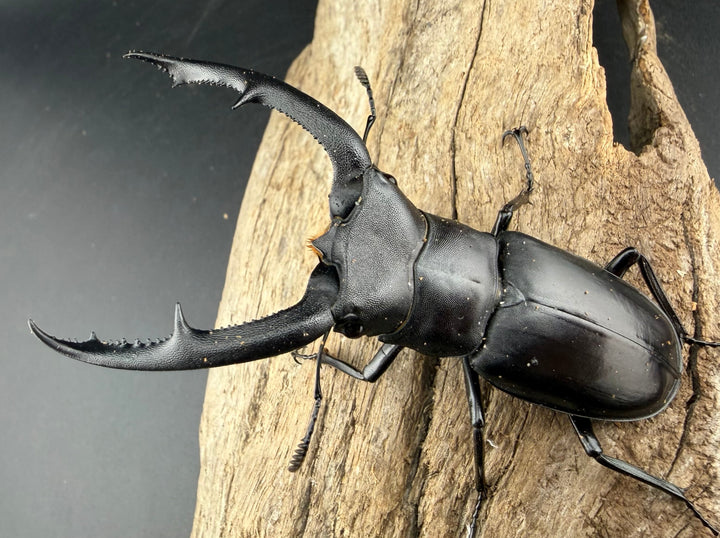 【WD】《マンディブラリスフタマタ 81.5mm ペア》