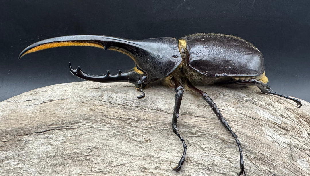 《ヘラクレス・ヘラクレス 127mm ペア》