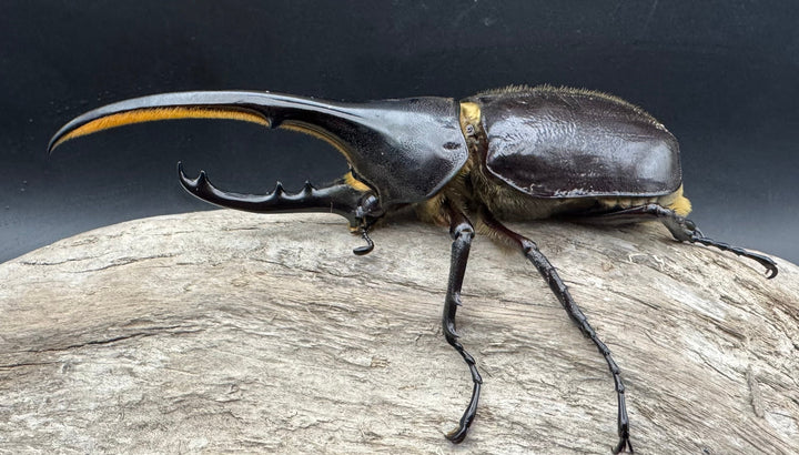 《ヘラクレス・ヘラクレス 127mm ペア》