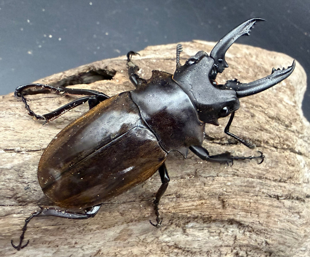 【WD】《ダールマンツヤ原名亜種 ボルネオ産 66.5mm ペア》