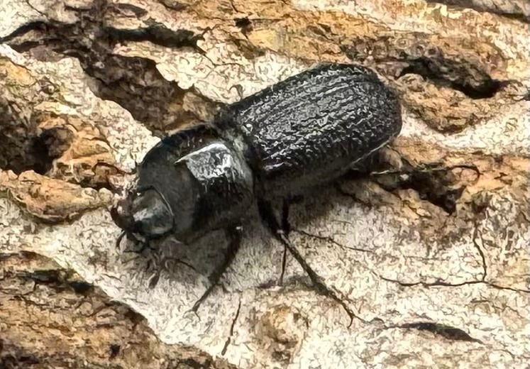 【WD】《ウンナンイッカククワガタ ペア》