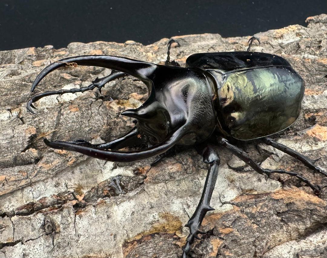 【WD】《ミンダナオアトラスオオカブト 90.5mm ペア》