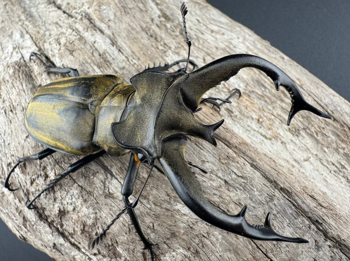 【WD】《フルキフェルミヤマ 74mm ペア》