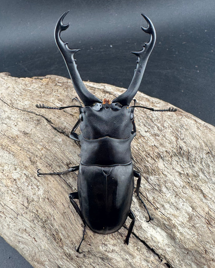 【WD】《 ギラファノコギリ亜種ボロブドゥール 83mm A’品ペア》