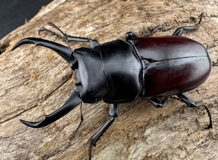 【WD】《ドンキエルコクワ原名亜種 チベット産 53mm ペア》