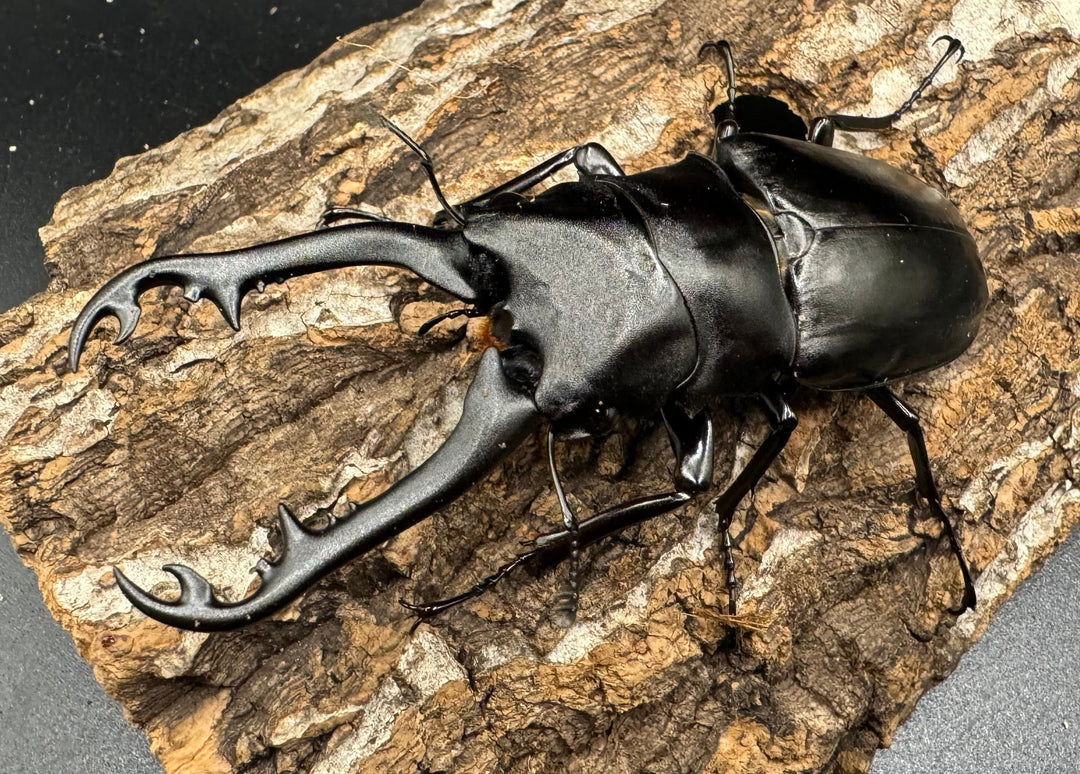 【WD】《ギラファノコギリ亜種ボロブドゥール 91.5mm ♀A'品ペア》