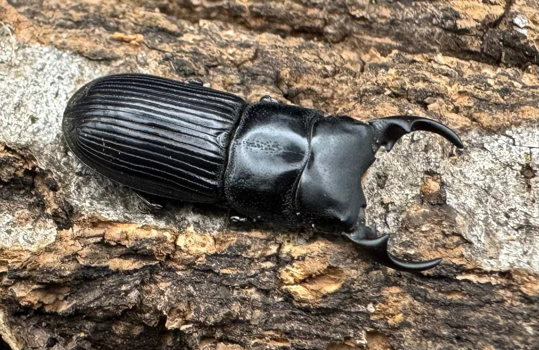 【WD】《ラエビコリスネブト ペア》