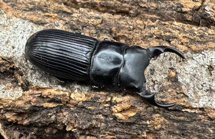 【WD】《ラエビコリスネブト ペア》