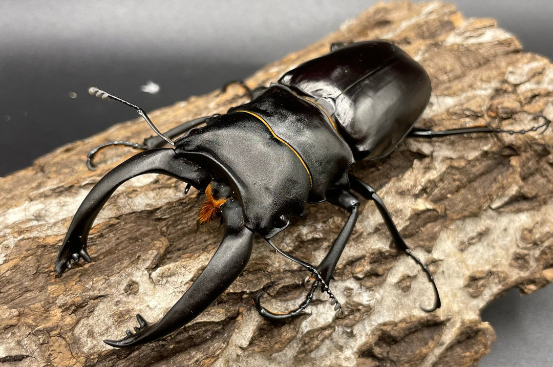 【WD】超大型大歯《アルケスツヤクワガタ 96mm ペア》