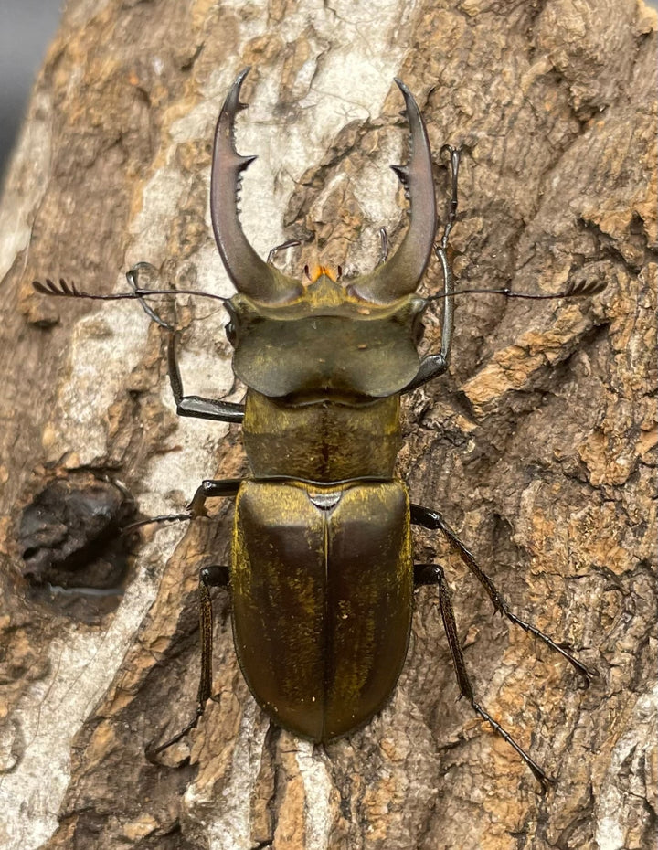 【WD】《ディルクミヤマクワガタ 48mm ペア》