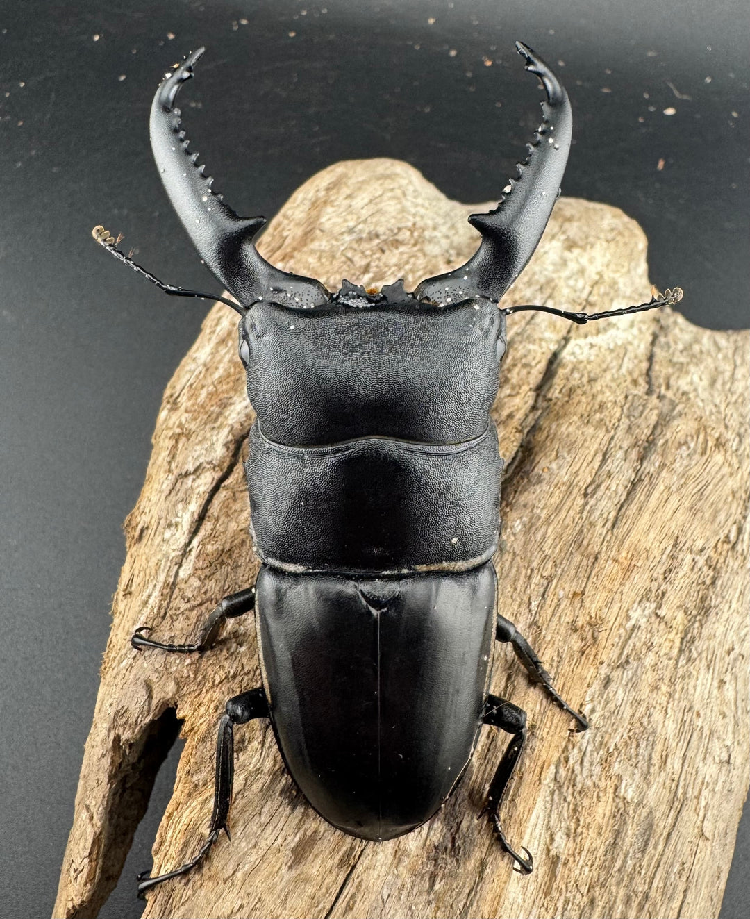 【WD】《パラワンオオヒラタ ガントン産 86mm ペア》