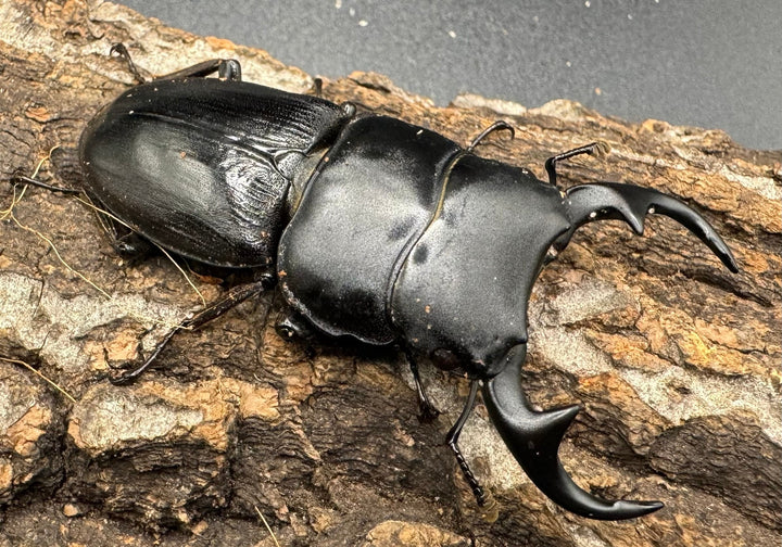 【WD】《パラワンパリーオオクワ 59mmペア》