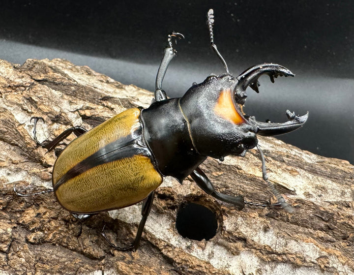 【WD】《ラコダールツヤクワガタ アチェ産 63mm ペア》