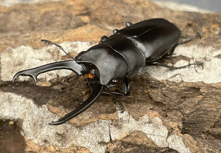 【WD】《ポレクトゥスノコギリクワガタ 50mmUP ペア》