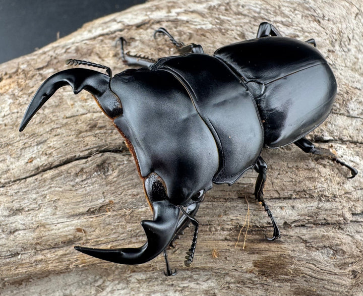 【WD】《アンタエウスオオクワ カオバン産 63mm ペア》