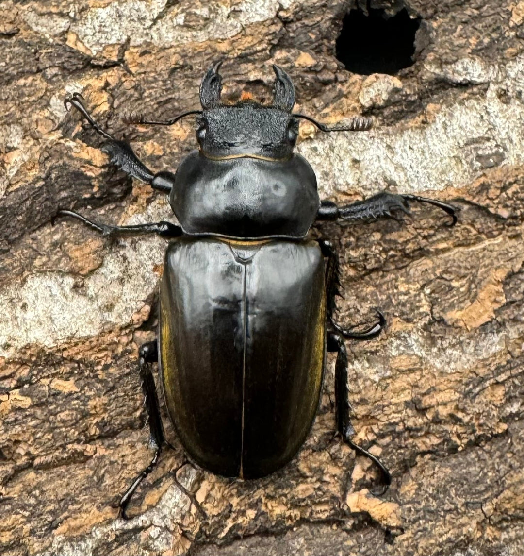 【WD】《チベットミヤマ亜種フルキフェル 75mm ペア》