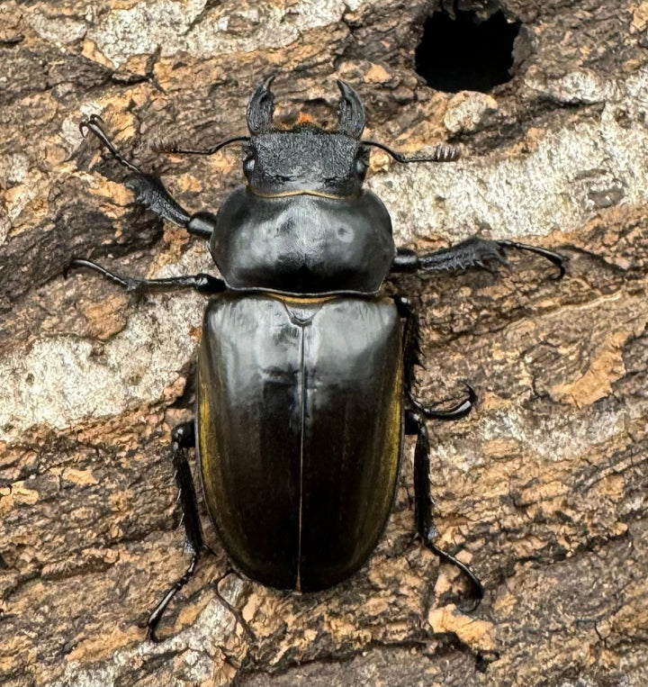 【WD】《チベットミヤマ亜種フルキフェル 75mm ペア》