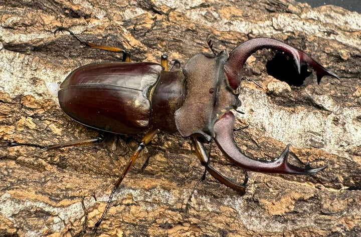 【WD】《フェアメイルミヤマクワガタ 53.5mm B品ペア》