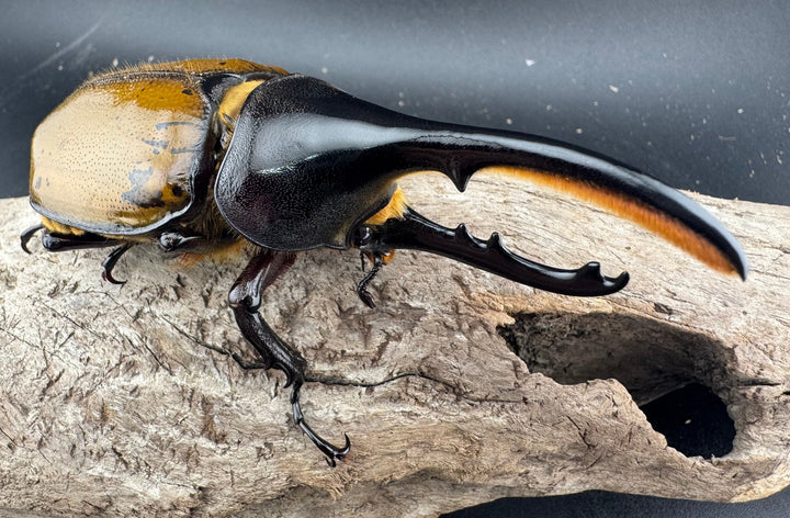 《 ヘラクレス・モリシマイ 煌血統/煌血統アウトライン 100mm ペア》inohiro109氏ブリード個体