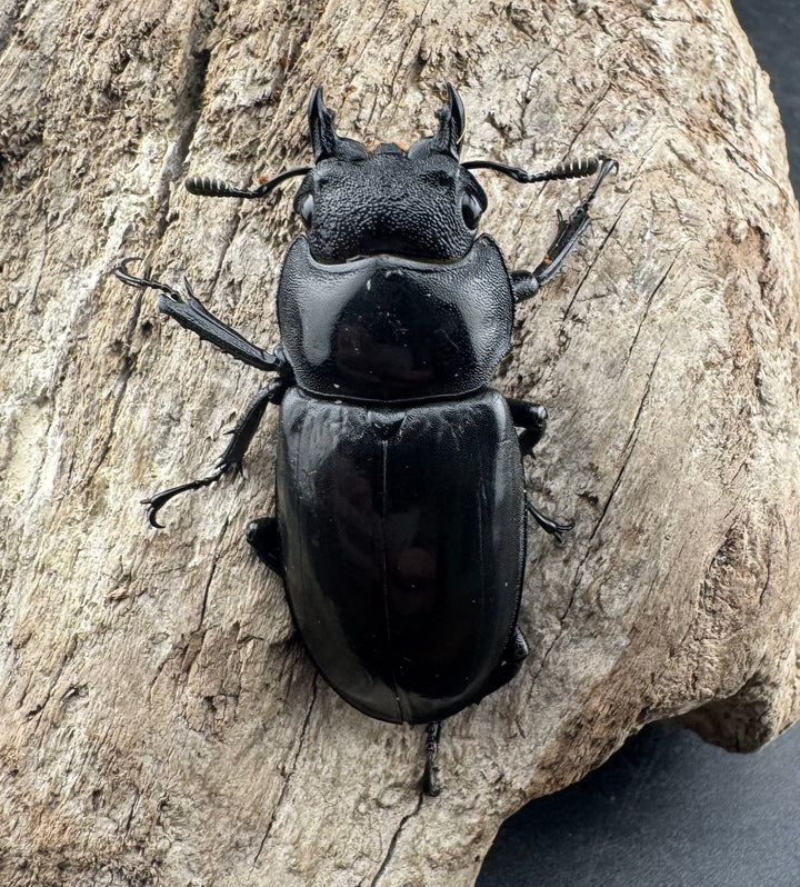 【WD】《マンディブラリスフタマタ 101mm ペア》