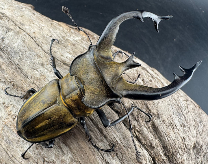 【WD】《フルキフェルミヤマ 75.5mm ペア》