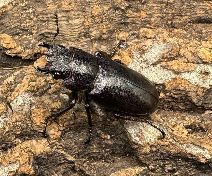 【美麗】《メタリフェルホソアカ 77mm ペア》わたくわ氏ブリード個体