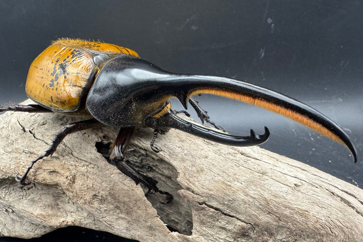 《 ヘラクレス・エクアトリアヌス 煌血統 128mm B品ペア》inohiro109氏ブリード個体