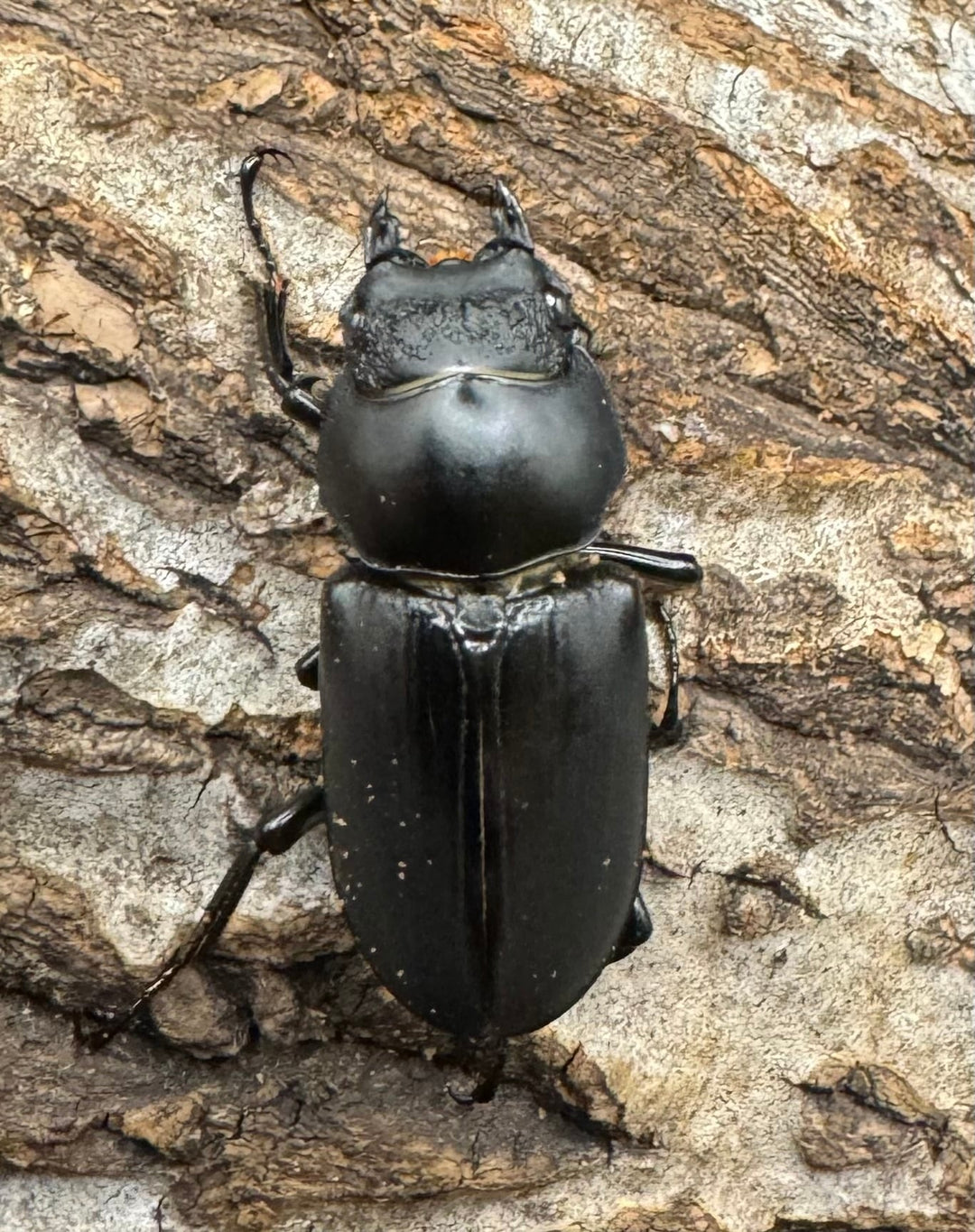 【WD】《ブラナウンコクワ 福貢県産 45mm ペア》