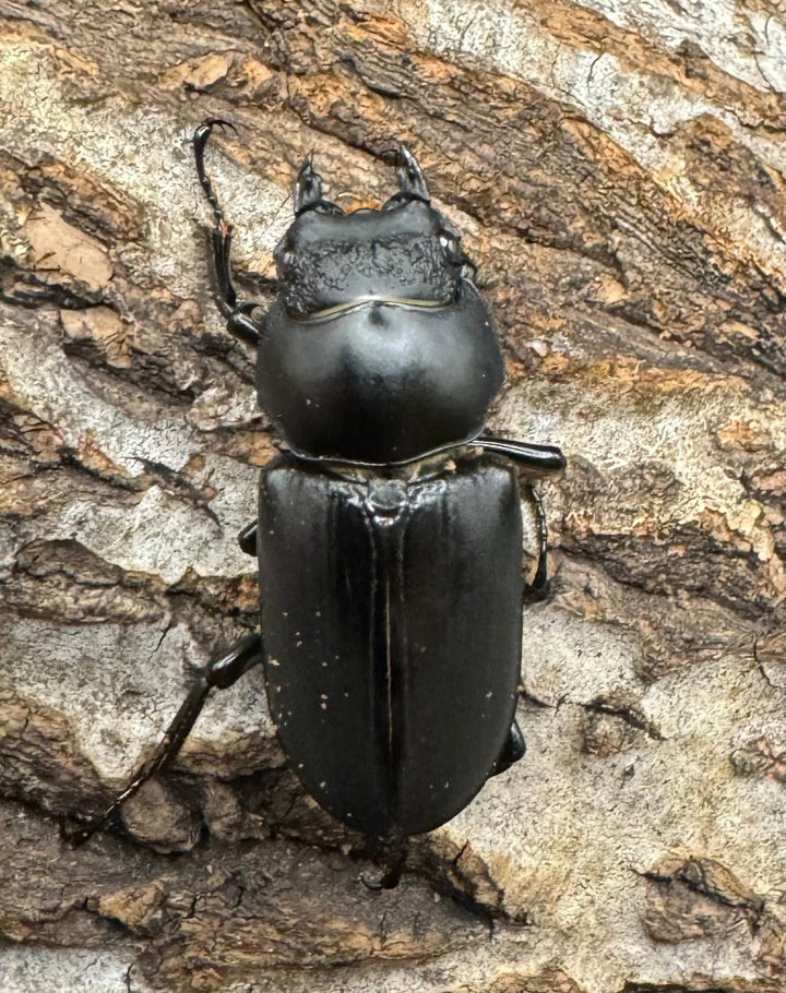 【WD】《ブラナウンコクワ 福貢県産 45mm ペア》