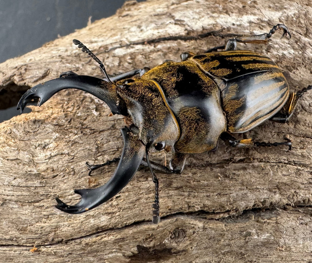 【WD】《ストリアータツヤクワガタ 48mm ペア》