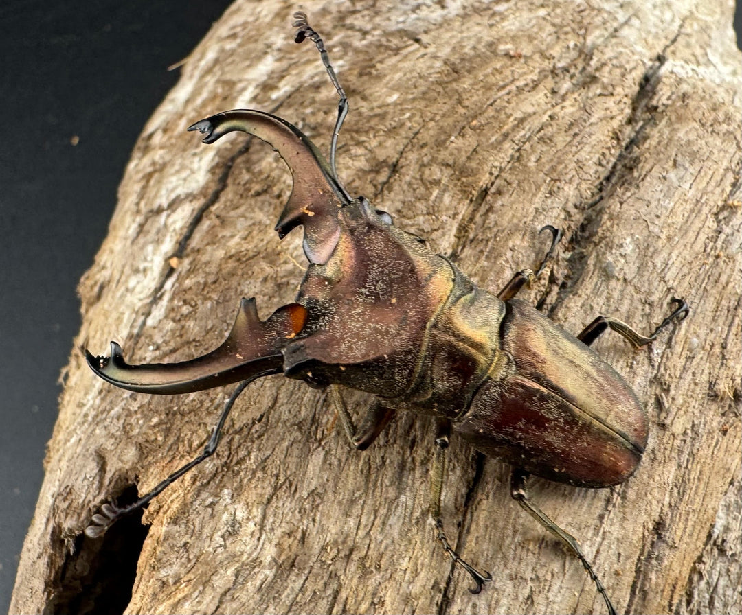 【WD】《ズベールホソアカ マラグサン産 45mm ペア》