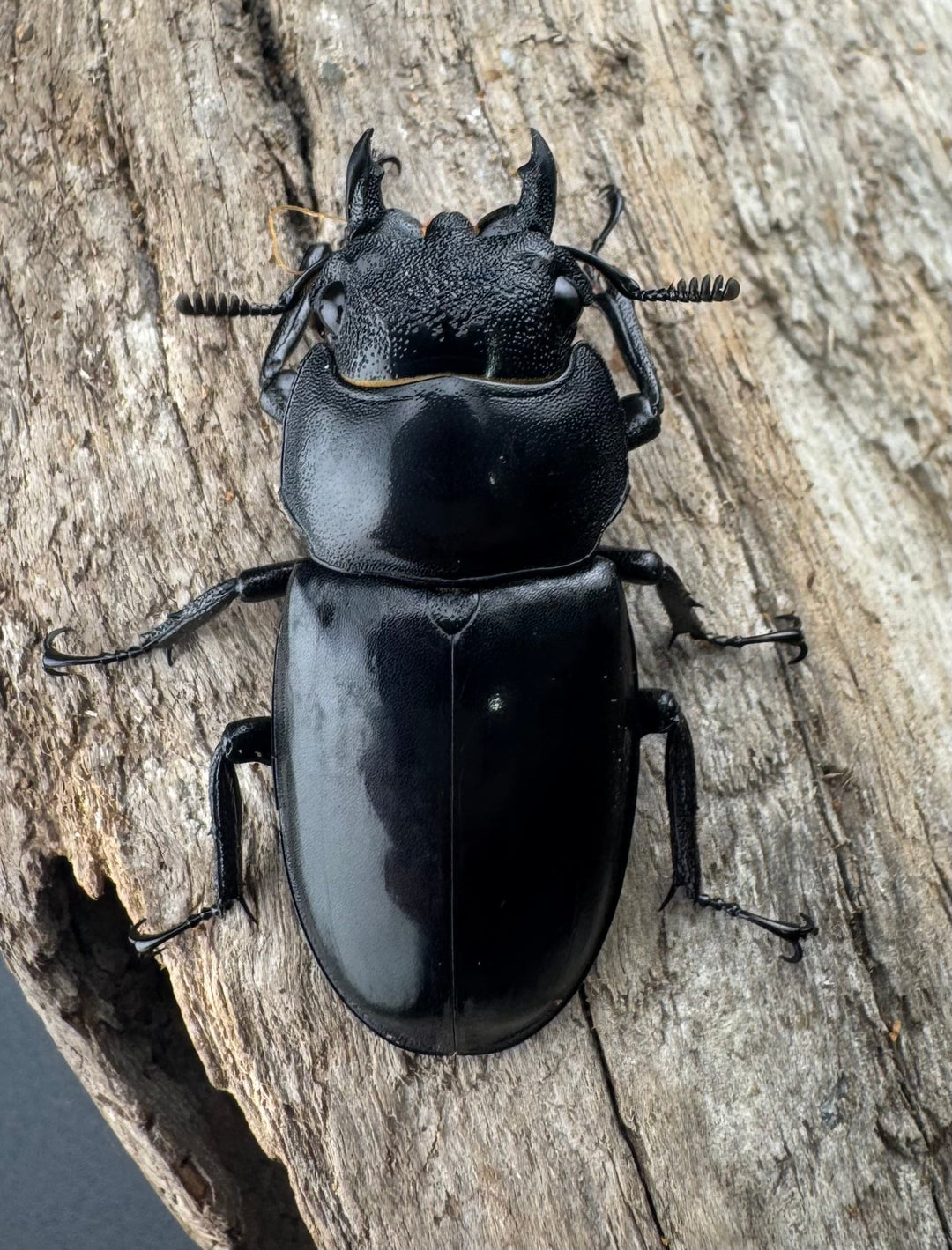 【WD】《リノケロスフタマタ 82mm ペア》