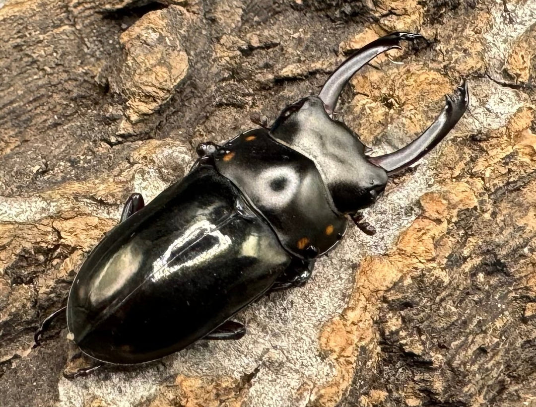 【WF1】《フルボノタトゥスコクワ 32mm ペア》