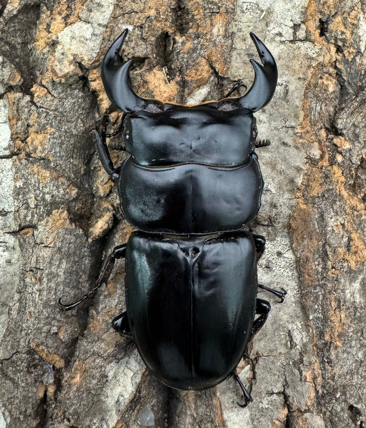 《インドアンタエウス タイガーヒル産 70mm ペア》