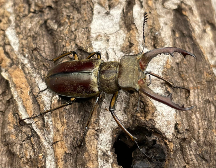 【WD】《デランミヤマクワガタ原名亜種 37mm ペア》