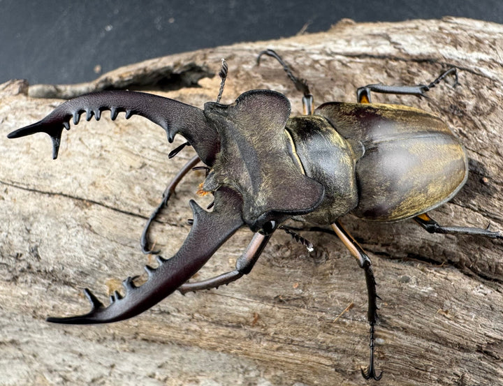 【WD】《ディボウスキーミヤマ原名亜種（チョウセンミヤマ） 遼寧省産 60mm ペア》