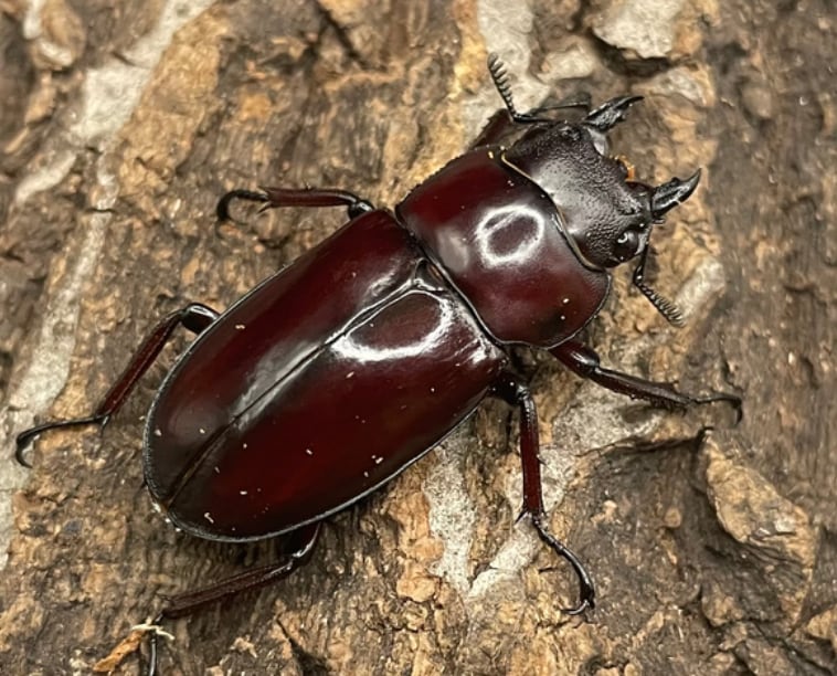 《フォルスターフタマタクワガタ亜種ニシ 幼虫3頭セット》