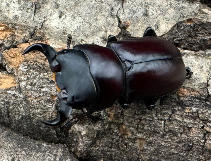 【WD】《ラティオキナティブスコクワ ssp. チベット産 28mm ♂♀♀トリオ》