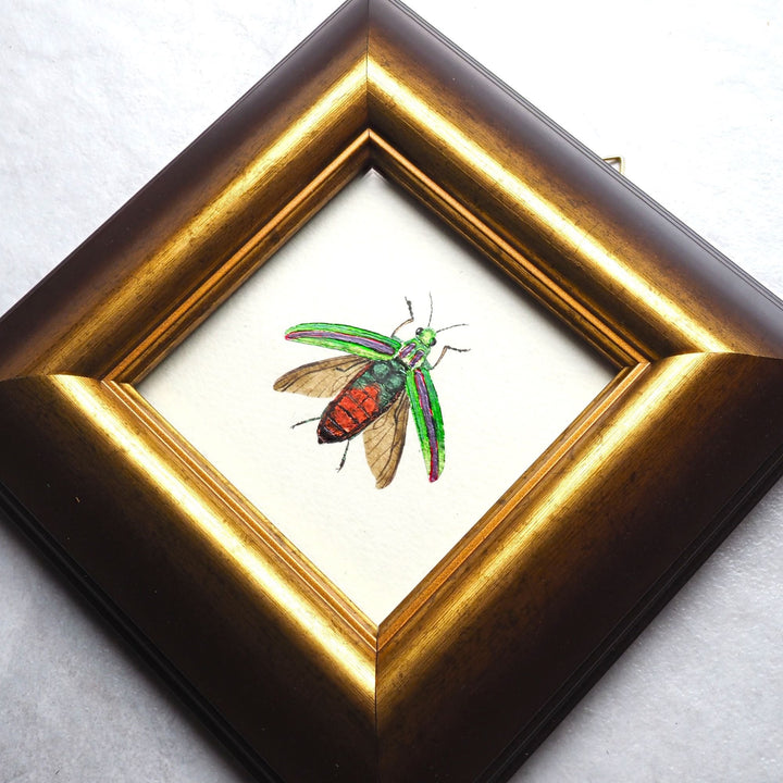 標本画（タマムシ）【額付き】