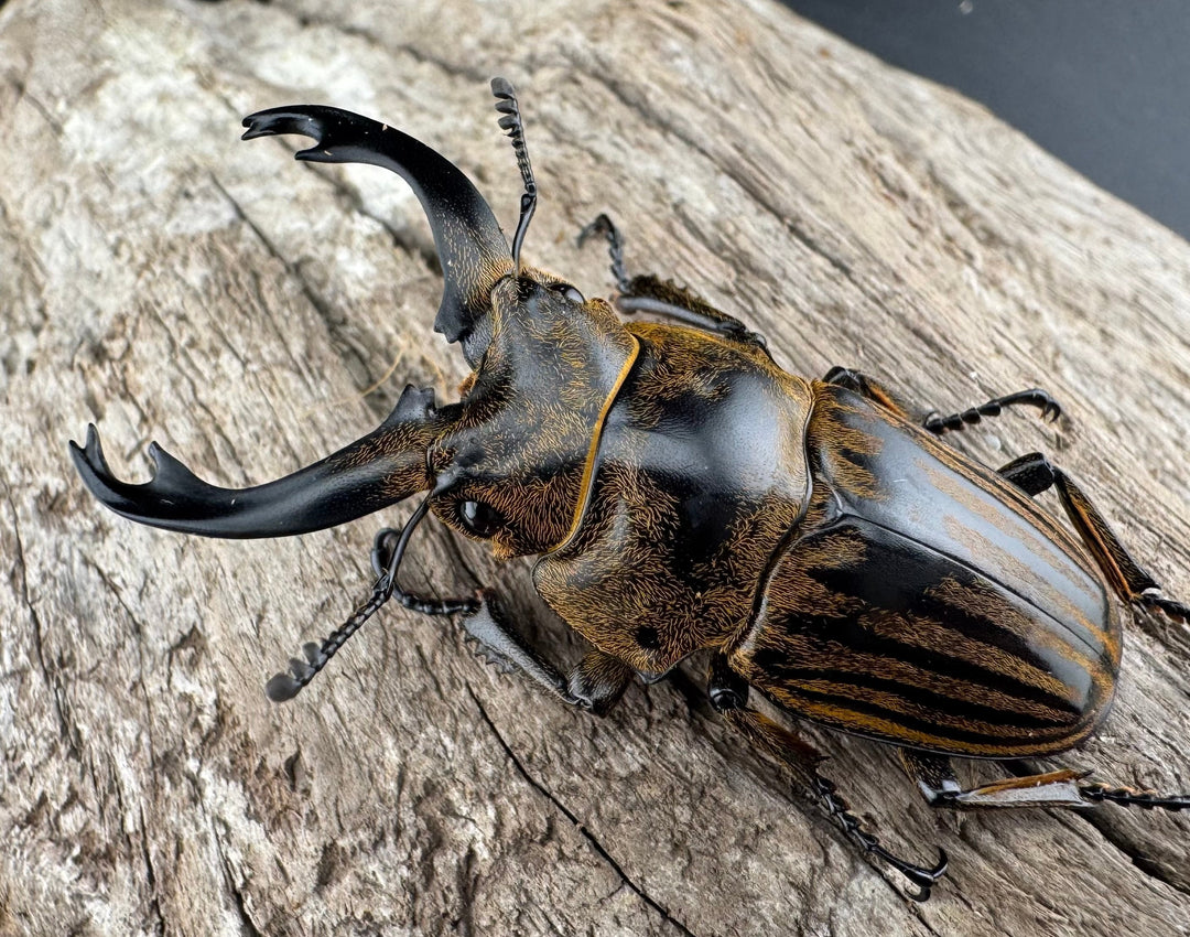 【WD】《ストリアータツヤクワガタ 48.5mm ペア》