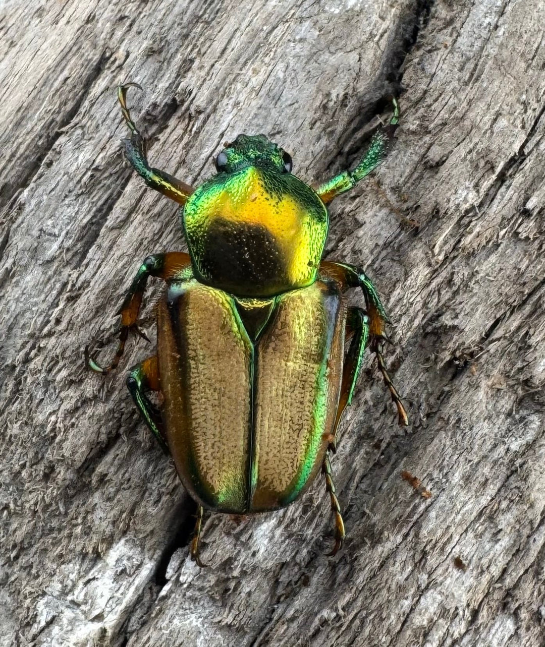 【WD】《モーニッケヒメカブトハナムグリ イフガオ産 Free ペア》②