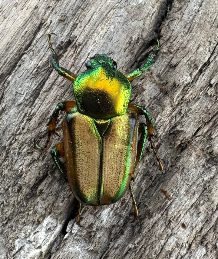 【WD】《モーニッケヒメカブトハナムグリ イフガオ産 Free ペア》②