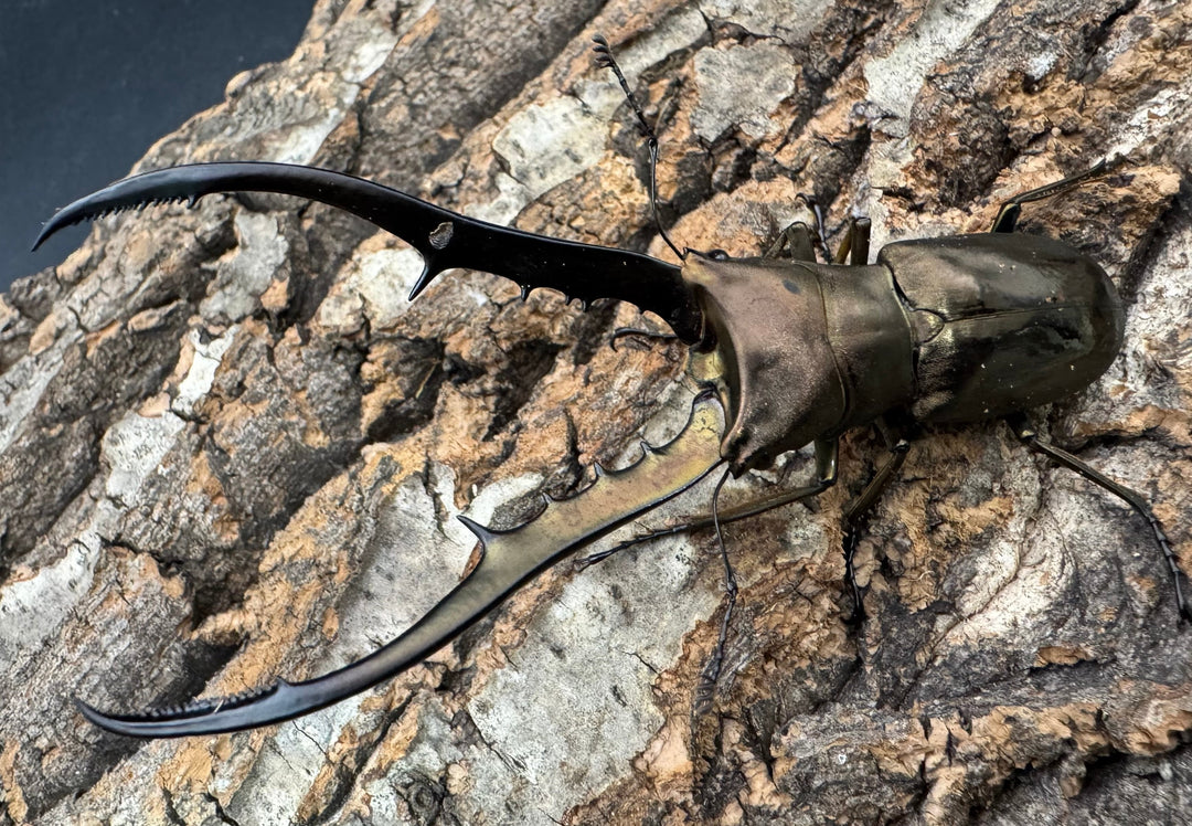 【WD】《メタリフェルホソアカ亜種finae 84.5mm ペア》