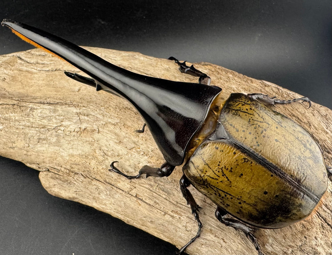 即ブリ《ヘラクレス・ヘラクレス 優良血統 144mm ペア》