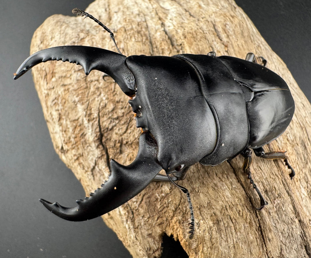 【WD】《マリンドッケヒラタ 82.5mm ペア》