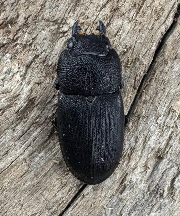 【WD】レア種《ミンダナオネブト 25mm ペア》