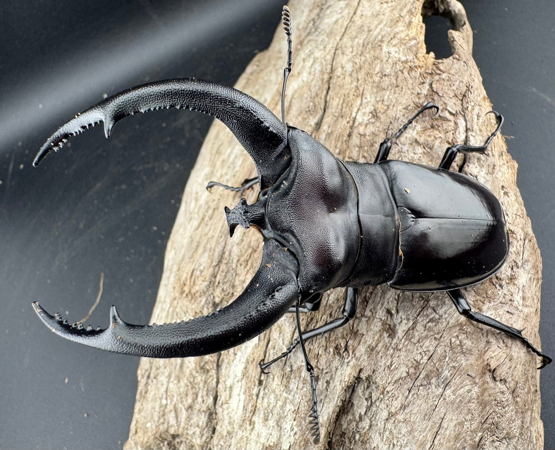 【WD】《リノケロスフタマタ 95.5mm ペア》